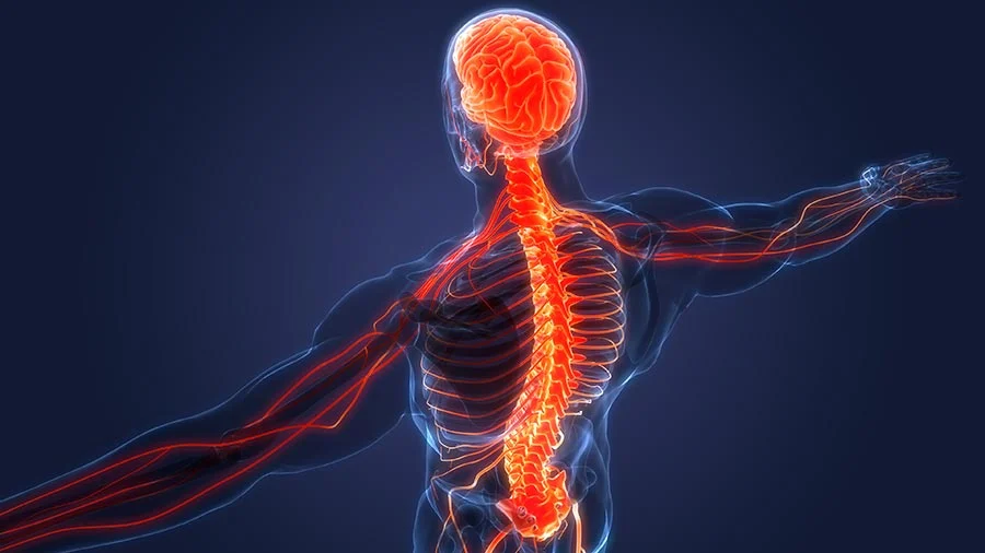 The Importance of Nerve Health in Everyday Life